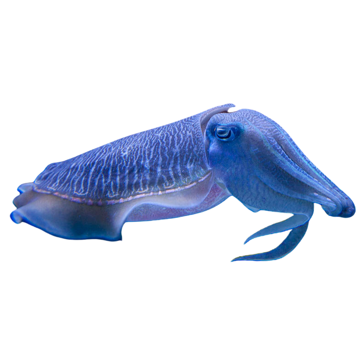 Cuttle Fish